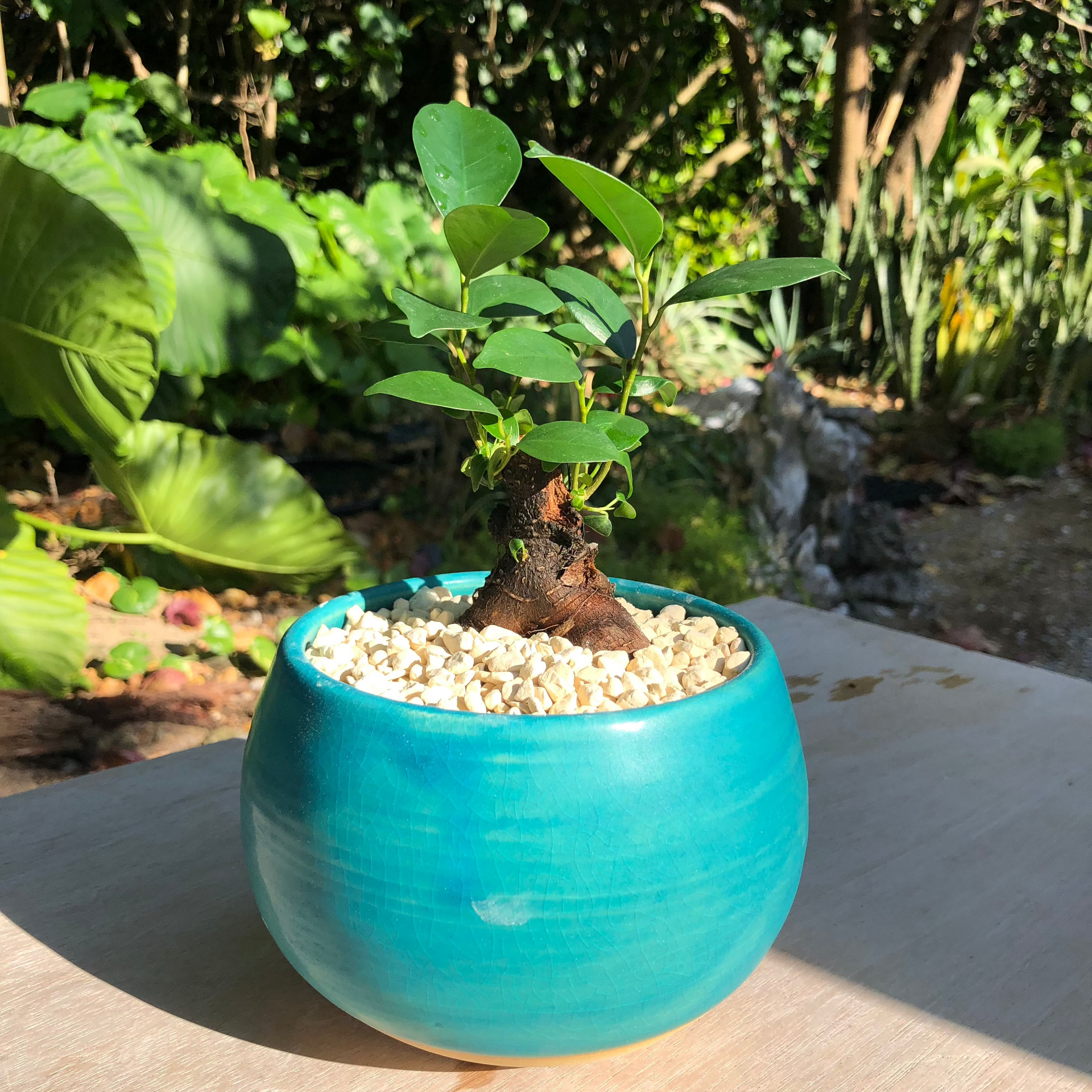 大鉢　シルバー社会福祉協議会長賞受賞者の作品 WOW WOW WOW